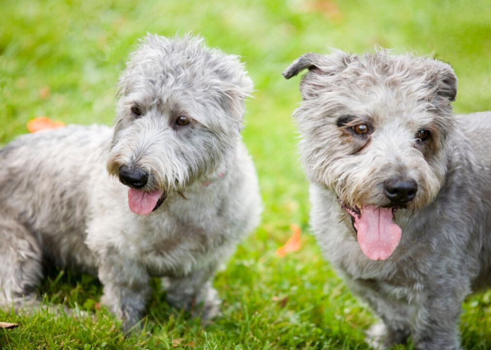 #23. Glen of Imaal terrier